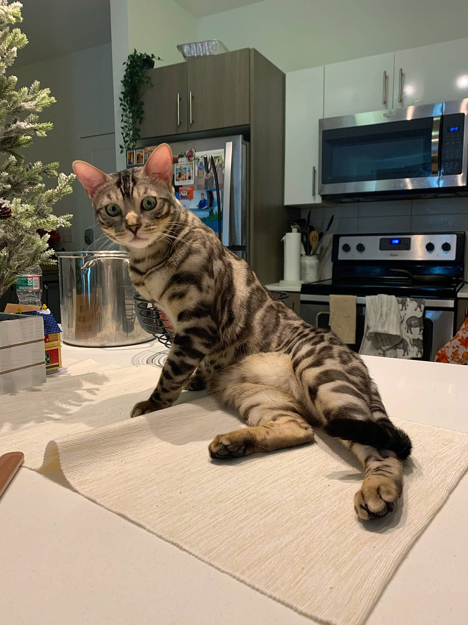 Katara is registered to the contest to win money with this photo: art, cabinetry, carnivore, cat, claw, domestic_short_haired_cat, felidae, fur, home_appliance, houseplant, machine, plant, room, small_to_medium_sized_cats, tail, tree, whiskers