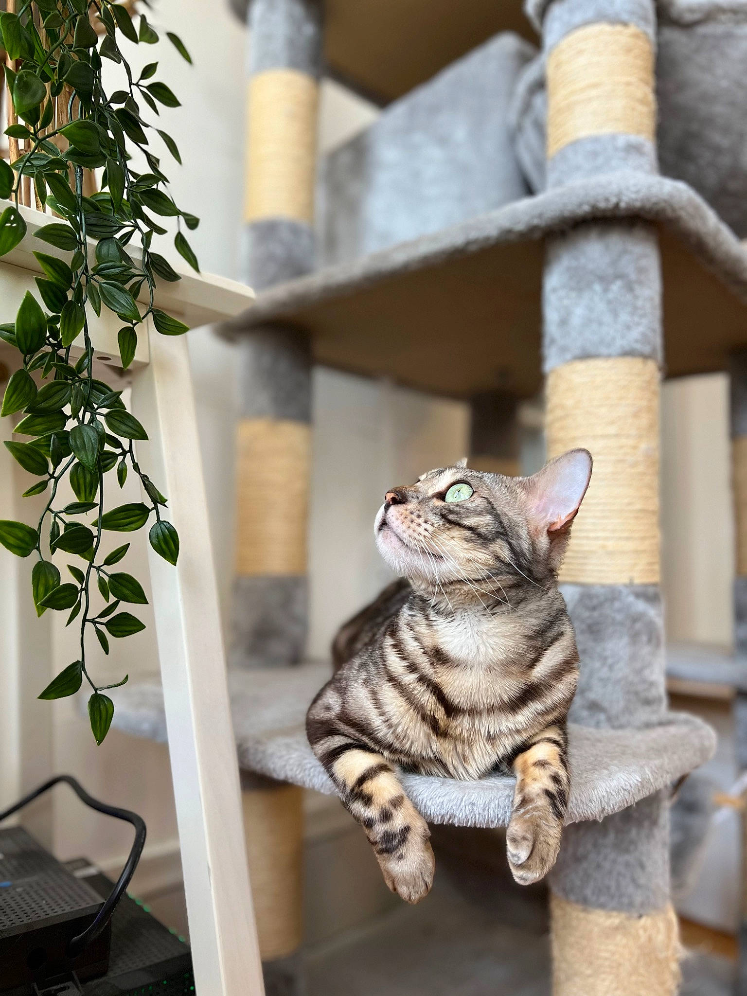 Katara joined the competition — help win amazing prizes! carnivore, cat, domestic_short_haired_cat, fawn, felidae, fur, grass, herb, metal, plant, sitting, small_to_medium_sized_cats, snout, tail, terrestrial_animal, tree, twig, whiskers, wildlife, wood