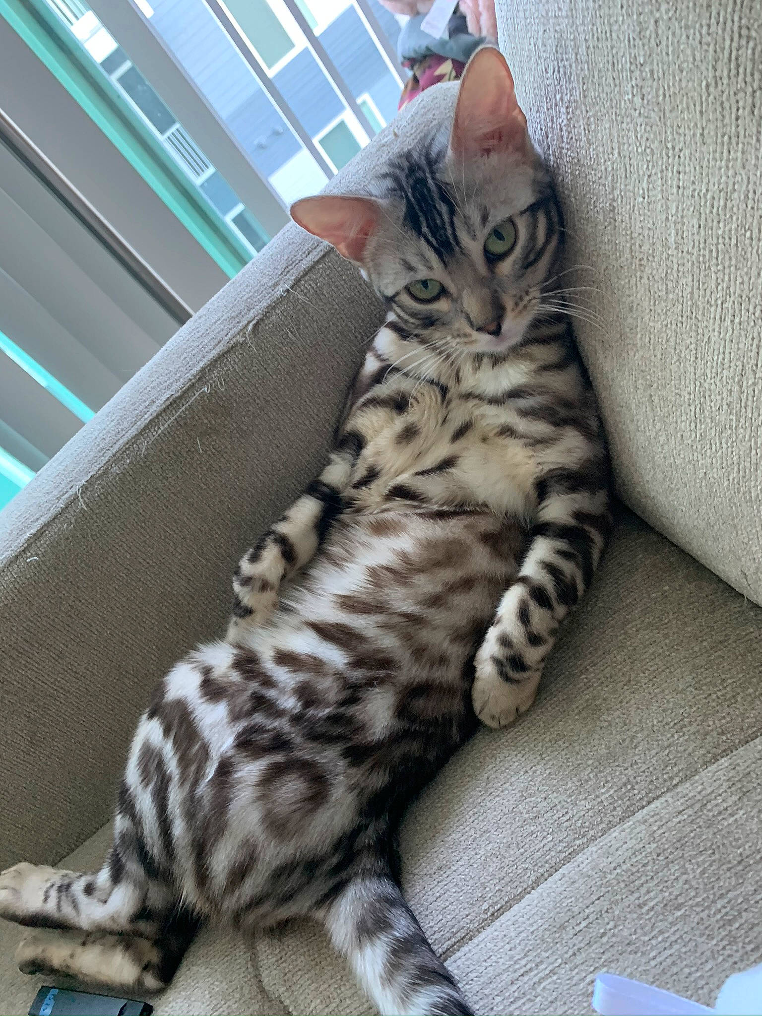 Katara is registered to the contest to win money with this photo: carnivore, cat, claw, comfort, domestic_short_haired_cat, felidae, foot, fur, paw, sitting, small_to_medium_sized_cats, snout, tail, terrestrial_animal, whiskers