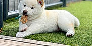 Azoy a rejoint le concours — aidez-le/la à gagner de superbes lots ! puppy, dog, white_puppy, grass, leaf, outdoor, fence, cute, pet, animal, playing, relaxed, young_dog, fluffy, nature, daylight, resting, chewing, canine, small_dog