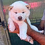 Azoy participe au concours pour gagner de l'argent avec cette photo : puppy, dog, white, fluffy, cute, pet, animal, young, paw, nose, fur, hand, person, holding, outdoor, fence, background, blurred, sleepy, adorable