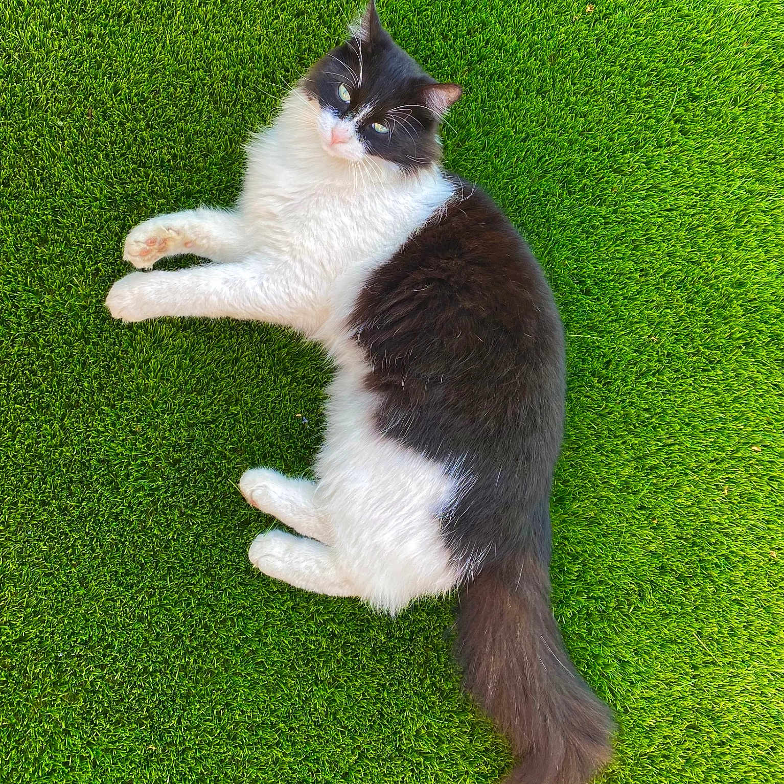Roméo a rejoint le concours — aidez-le/la à gagner de superbes lots ! animal, black_and_white, cat, cute, daylight, domestic_animal, feline, fluffy, fur, grass, greenery, lying_down, mammal, nature, outdoor, peaceful, pet, relaxed, tail, whiskers