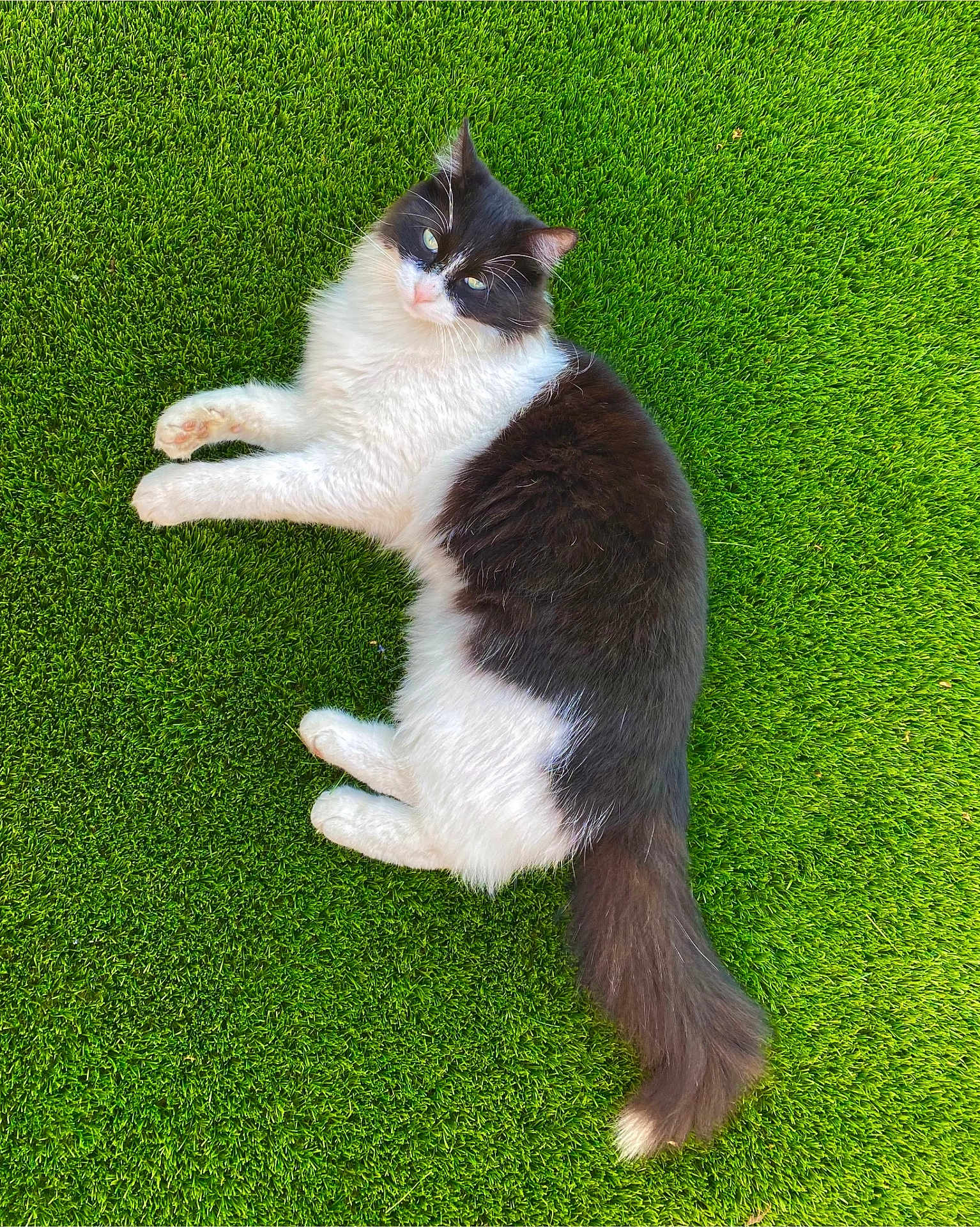 Roméo a rejoint le concours — aidez-le/la à gagner de superbes lots ! cat, black_and_white, fluffy, grass, outdoor, pet, animal, relaxed, lying_down, nature, feline, cute, whiskers, tail, daylight, greenery, mammal, domestic_animal, fur, peaceful