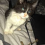 Roméo a rejoint le concours — aidez-le/la à gagner de superbes lots ! kitten, cat, pet, black_and_white, blue_eyes, bedspread, pattern, purse, gold_chain, indoor, feline, cute, fur, whiskers, alert, small, domestic_animal, animal, young, curious