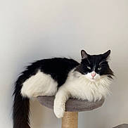 Roméo participe au concours pour gagner de l'argent avec cette photo : cat, black_and_white, fluffy, cat_tree, food_bowl, kibble, pet, indoor, feline, relaxed, perch, animal, domestic, whiskers, tail, paw, fur, resting, looking, wall