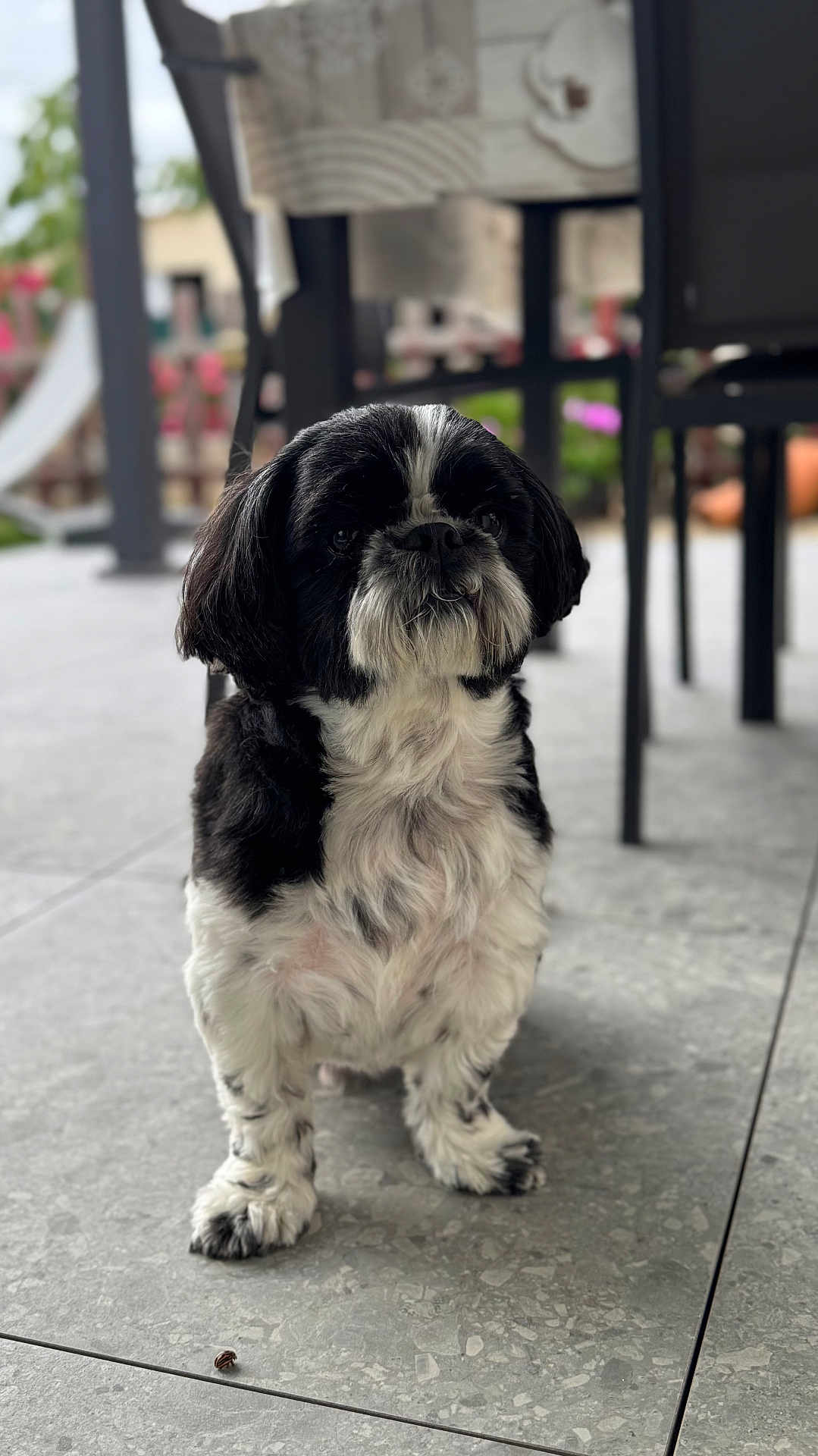 Oneal participe au concours pour gagner de l'argent avec cette photo : dog, black_and_white, sitting, fur, pet, outdoor, tile_floor, furniture, blurred_background, patio, animal, cute, small_dog, companion, domestic, canine, whiskers, ears, paw, looking_up