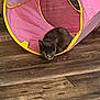 cat, kitten, sleeping_cat, pink_tunnel, play_tunnel, toy, wooden_floor, hardwood_floor, floor, indoor, pet, domestic_cat, fur, whiskers, loaf, cozy, home_interior, closeup, relaxed, small_pet