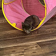 Bellatrix joined the competition — help win amazing prizes! cat, kitten, sleeping_cat, pink_tunnel, play_tunnel, toy, wooden_floor, hardwood_floor, floor, indoor, pet, domestic_cat, fur, whiskers, loaf, cozy, home_interior, closeup, relaxed, small_pet