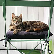 Isis participe au concours pour gagner de l'argent avec cette photo : cat, tabby_cat, green_eyes, cushion, chair, metal_chair, indoor, pet, animal, relaxed, feline, striped_fur, resting, looking_at_camera, white_wall, home, domestic_cat, cute, paw, seated