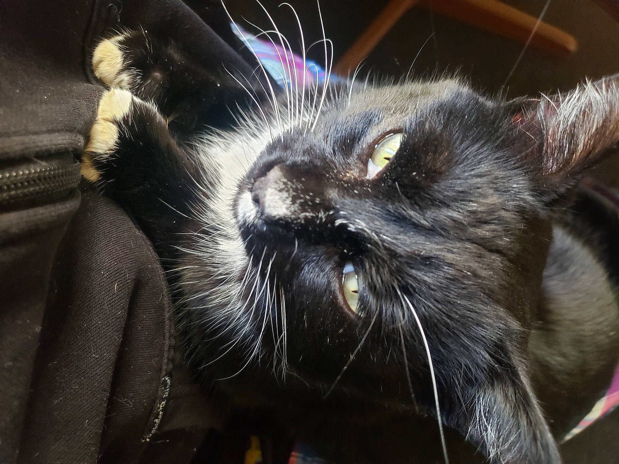 Brat is registered to the contest to win money with this photo: black_cat, bombay, carnivore, cat, claw, darkness, domestic_short_haired_cat, ear, fang, felidae, fur, mirror, paw, roar, small_to_medium_sized_cats, snout, tail, terrestrial_animal, whiskers, wildlife