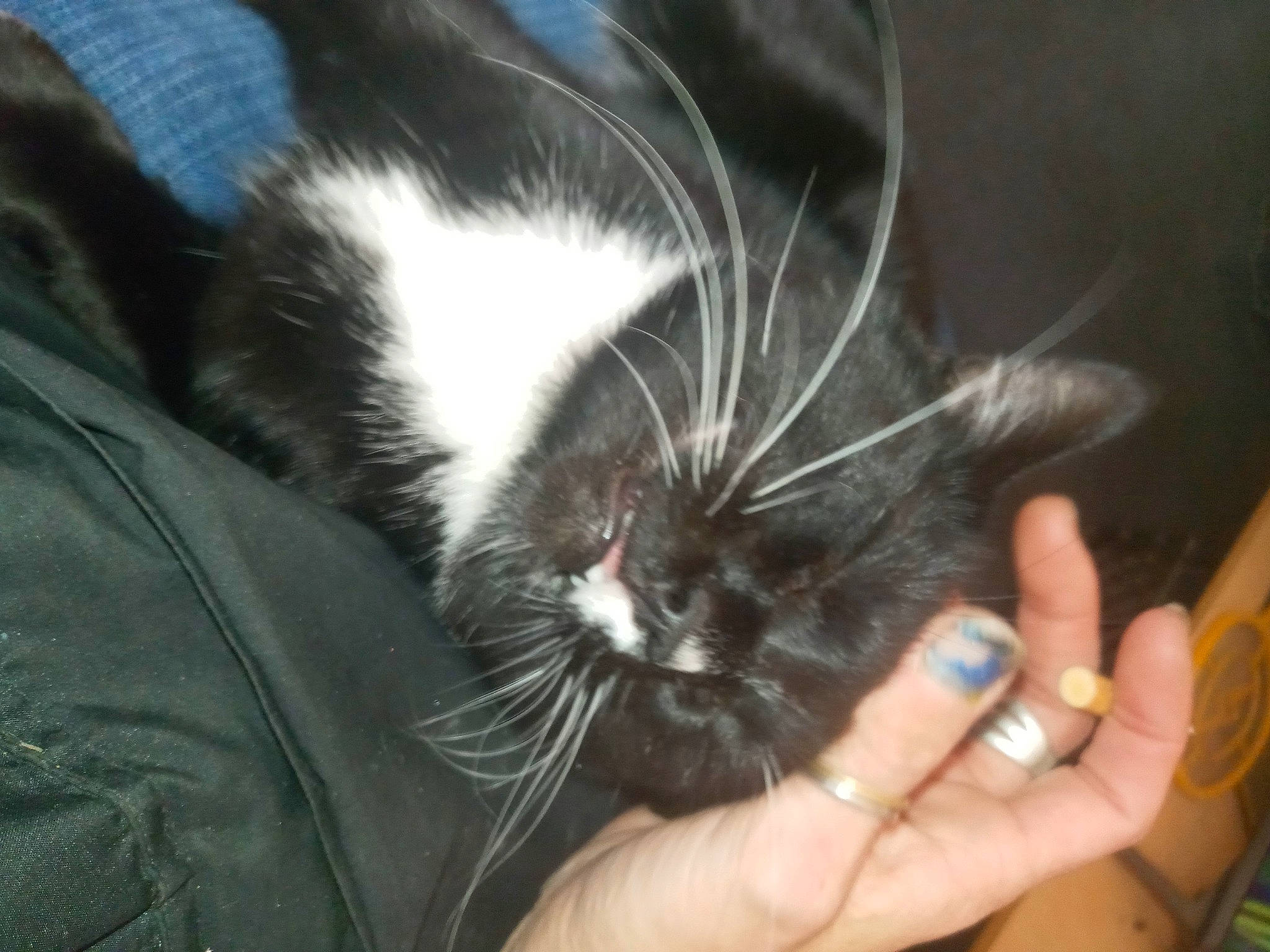 Brat joined the competition — help win amazing prizes! black_cat, carnivore, cat, claw, comfort, domestic_short_haired_cat, ear, felidae, finger, foot, fur, gesture, hand, nail, paw, small_to_medium_sized_cats, snout, tail, thumb, whiskers