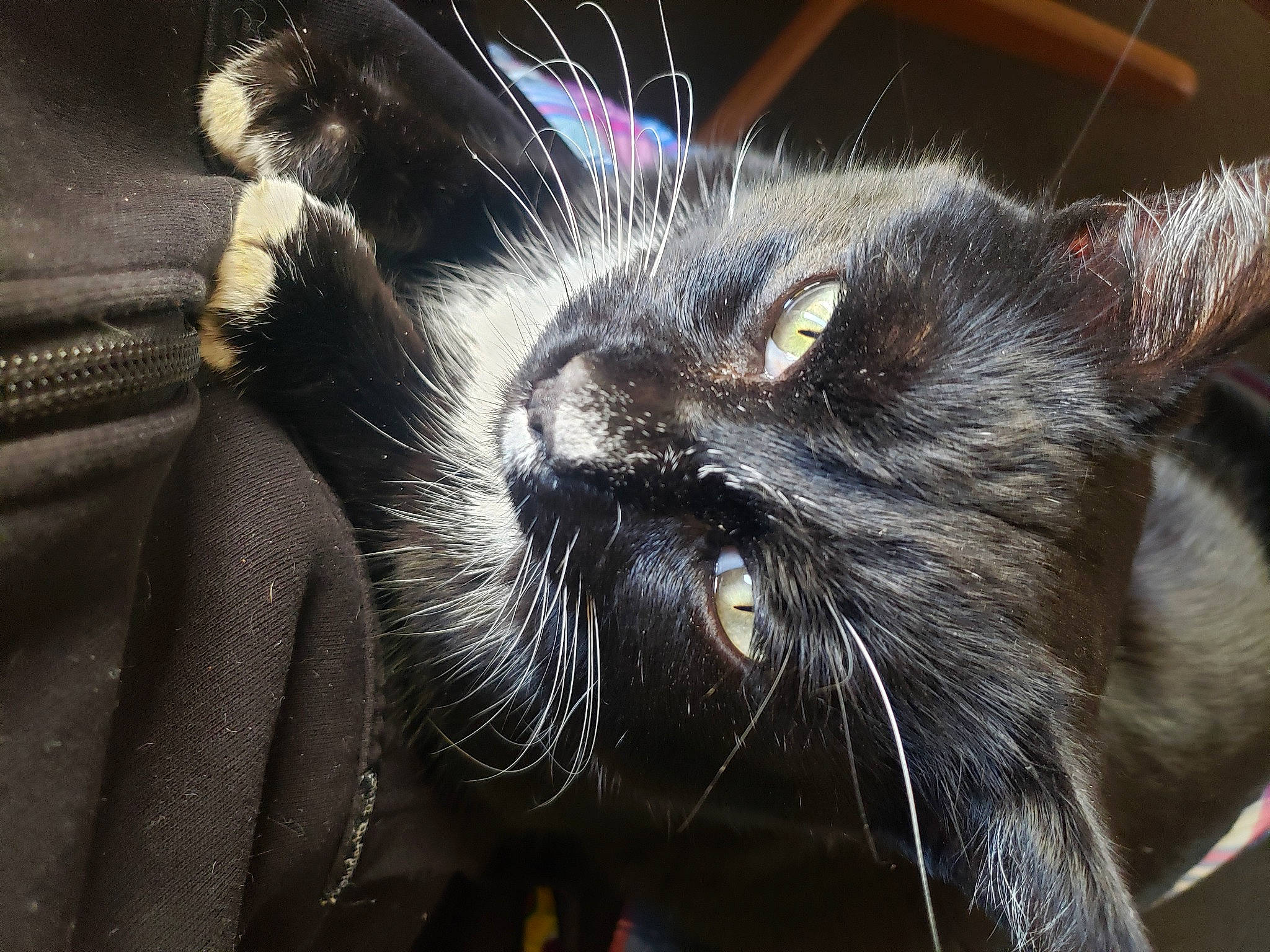 Brat is registered to the contest to win money with this photo: black_cat, bombay, carnivore, cat, claw, close_up, domestic_short_haired_cat, ear, eye, felidae, fur, hair, head, human_body, iris, paw, small_to_medium_sized_cats, snout, terrestrial_animal, whiskers