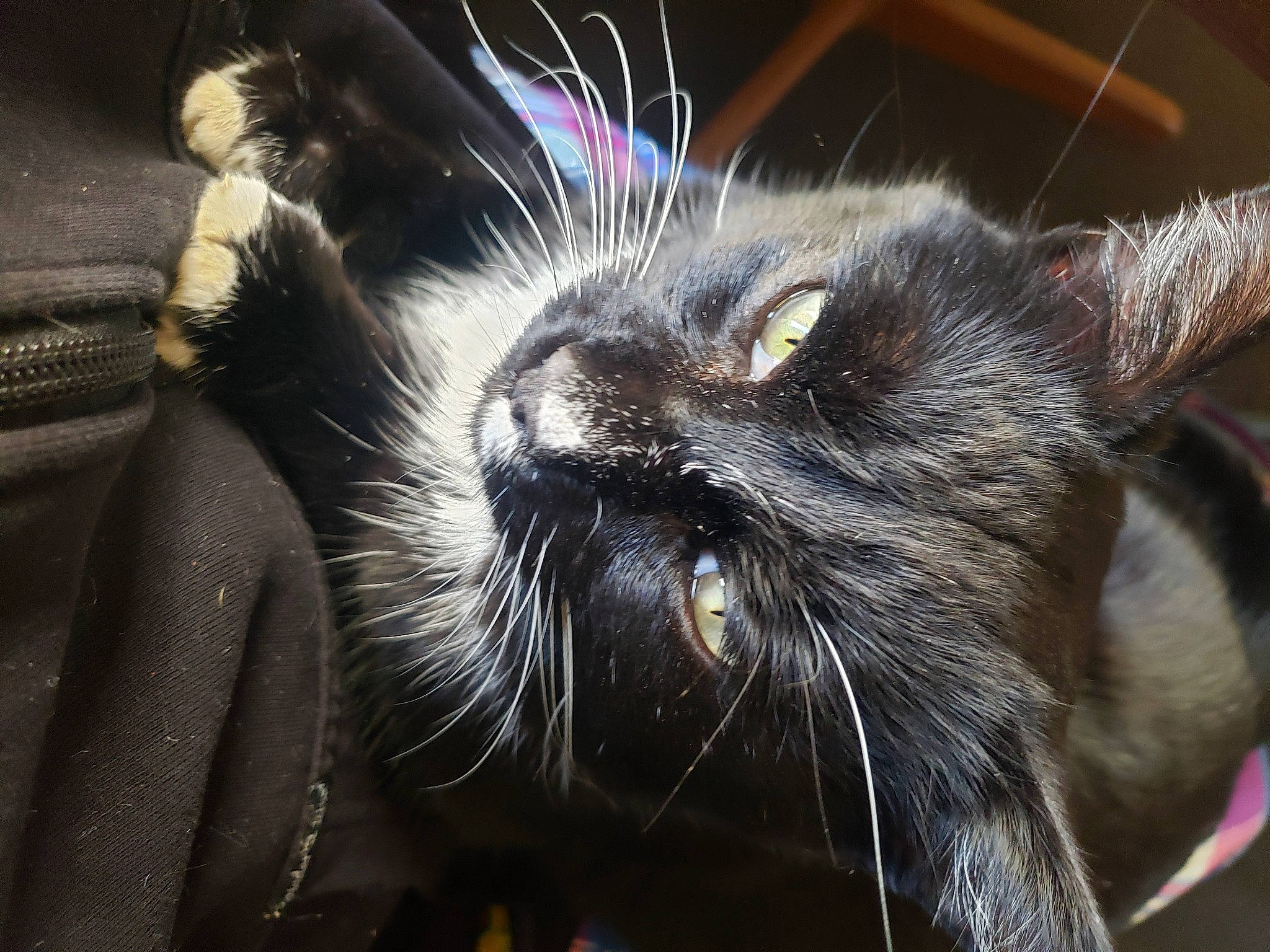 Brat joined the competition — help win amazing prizes! black_cat, carnivore, cat, claw, domestic_short_haired_cat, ear, felidae, fur, mirror, paw, small_to_medium_sized_cats, snout, terrestrial_animal, whiskers, window, windshield