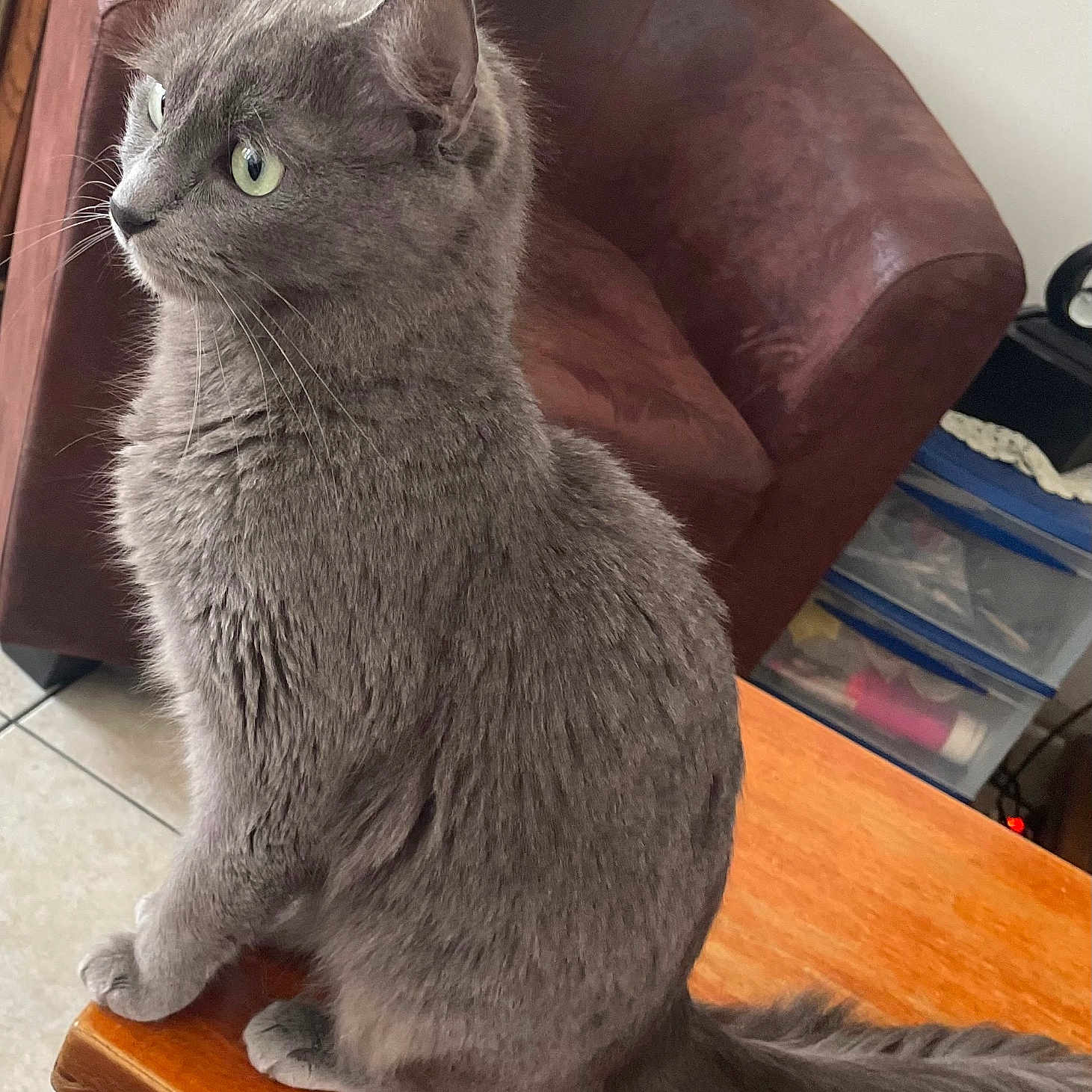 Neiige participe au concours pour gagner de l'argent avec cette photo : abyssinian, angora, animal, architecture, armchair, building, cat, chair, furniture, hardwood, indoors, interiordesign, kitten, livingroom, manx, pet, room, stainedwood, table, wood