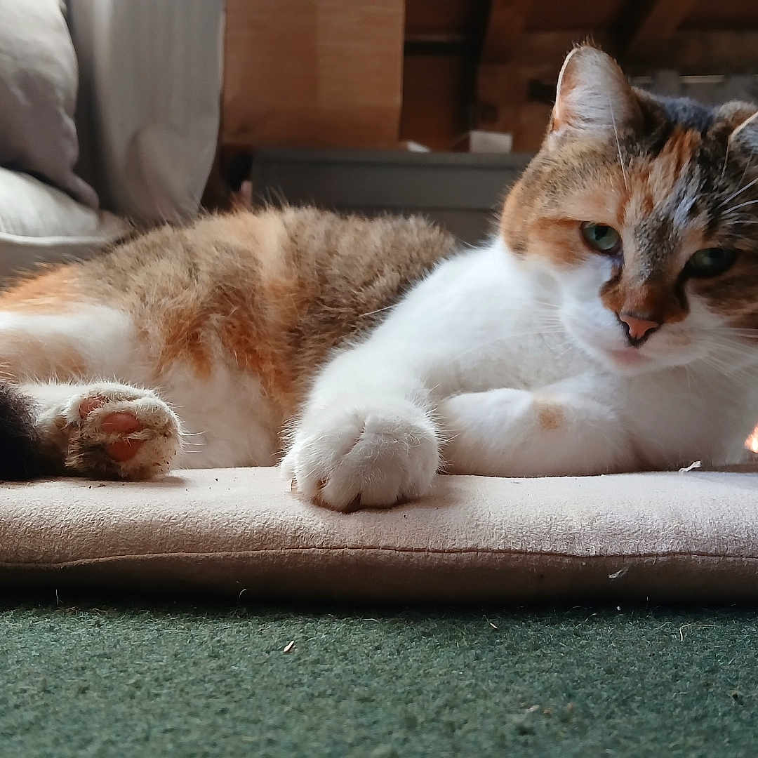 Taïga participe au concours pour gagner de l'argent avec cette photo : abyssinian, animal, architecture, armchair, building, cat, chair, couch, cushion, furniture, hardwood, homedecor, indoors, kitten, livingroom, manx, pet, room, siamese, wood
