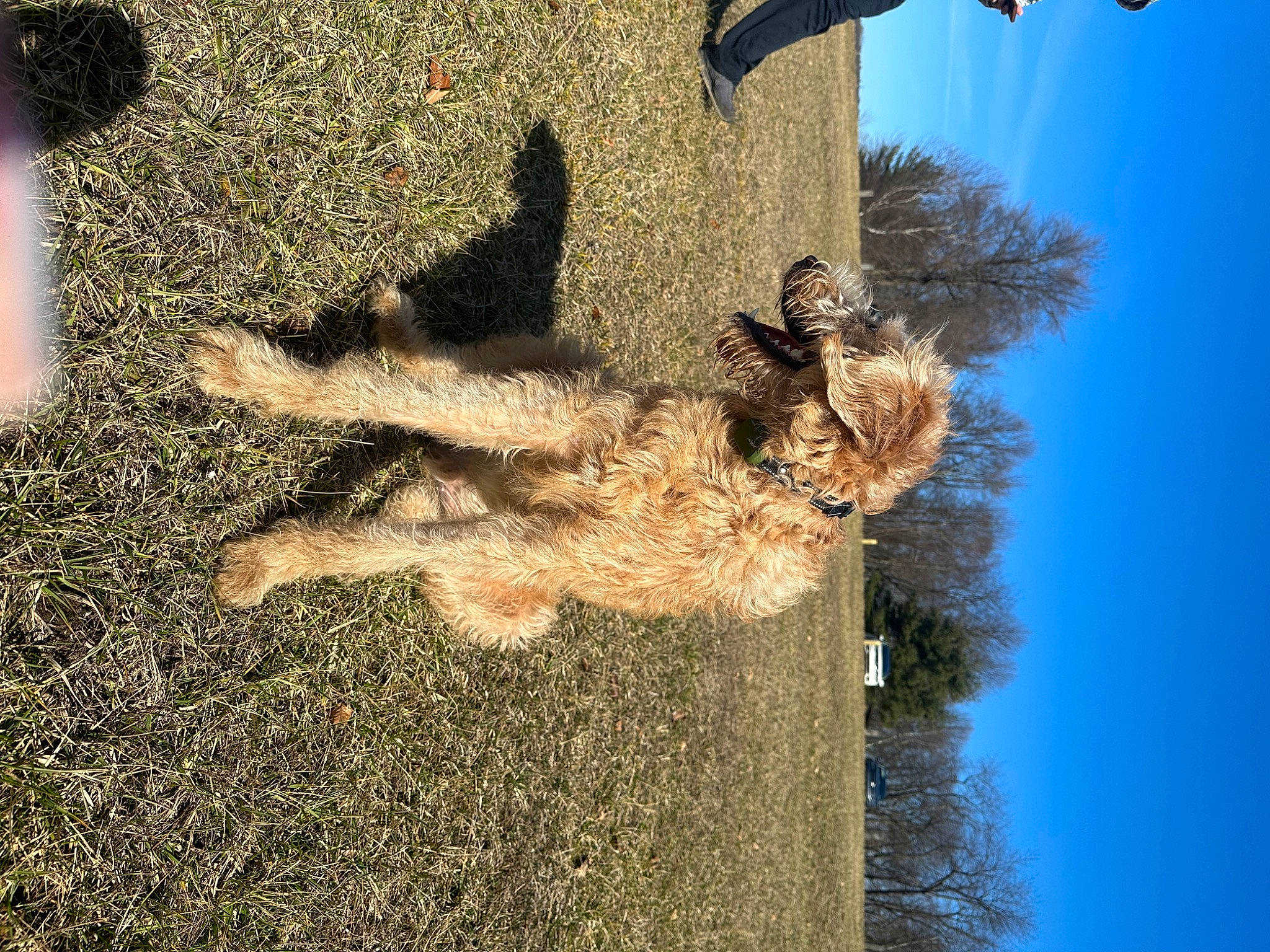 Jetta joined the competition — help win amazing prizes! asphalt, dog, dog_breed, fur, grass, plant, road_surface, shadow, sky, soil, tail, terrier, tree, trunk, twig, water_dog, wood, woody_plant