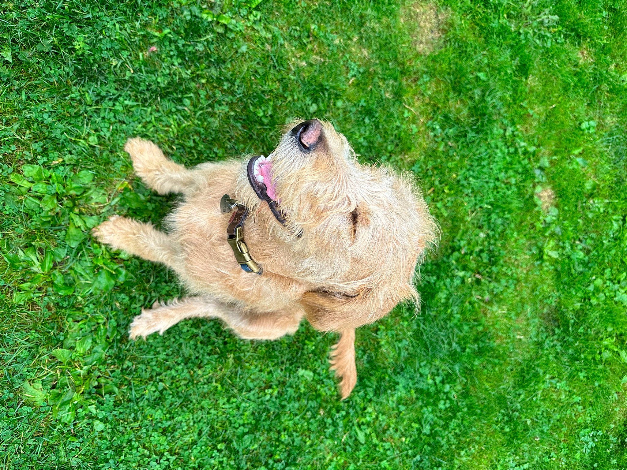 Jetta joined the competition — help win amazing prizes! canidae, carnivore, companion_dog, dog, dog_breed, fawn, golden_retriever, grass, grassland, groundcover, plant, retriever, sporting_group, tail, toy