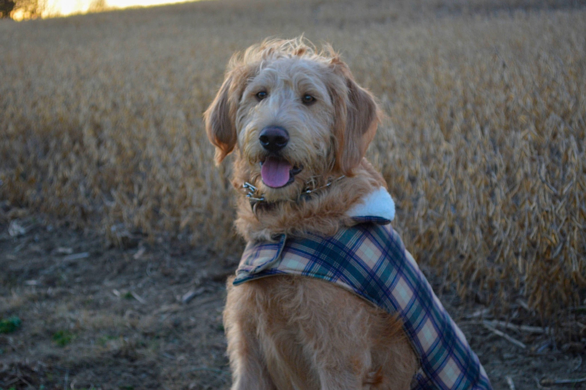 Jetta is registered to the contest to win money with this photo: canidae, carnivore, collar, companion_dog, dog, dog_breed, dog_collar, fur, grass, hunting_dog, leash, retriever, snout, soil, sporting_group, terrestrial_animal, terrier, working_animal, working_dog, working_terrier