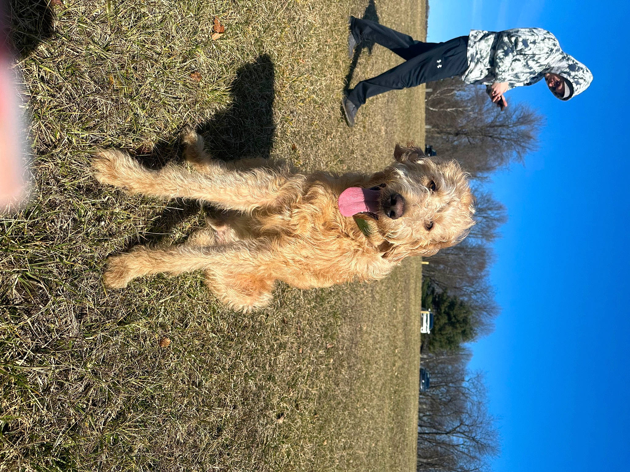 Jetta is registered to the contest to win money with this photo: canidae, dog, dog_breed, fun, grass, leisure, mammal, people_in_nature, plant, shadow, sky, soil, sporting_group, tree, vertebrate, water