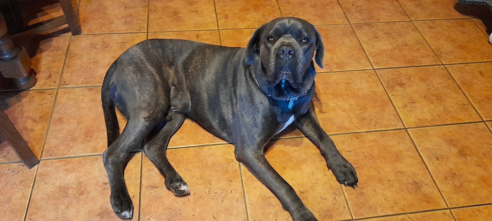 Orly a rejoint le concours — aidez-le/la à gagner de superbes lots ! borador, canidae, carnivore, collar, companion_dog, dog, dog_breed, fawn, guard_dog, gun_dog, hardwood, hunting_dog, liver, non_sporting_group, snout, sporting_group, tail, terrestrial_animal, working_animal, working_dog