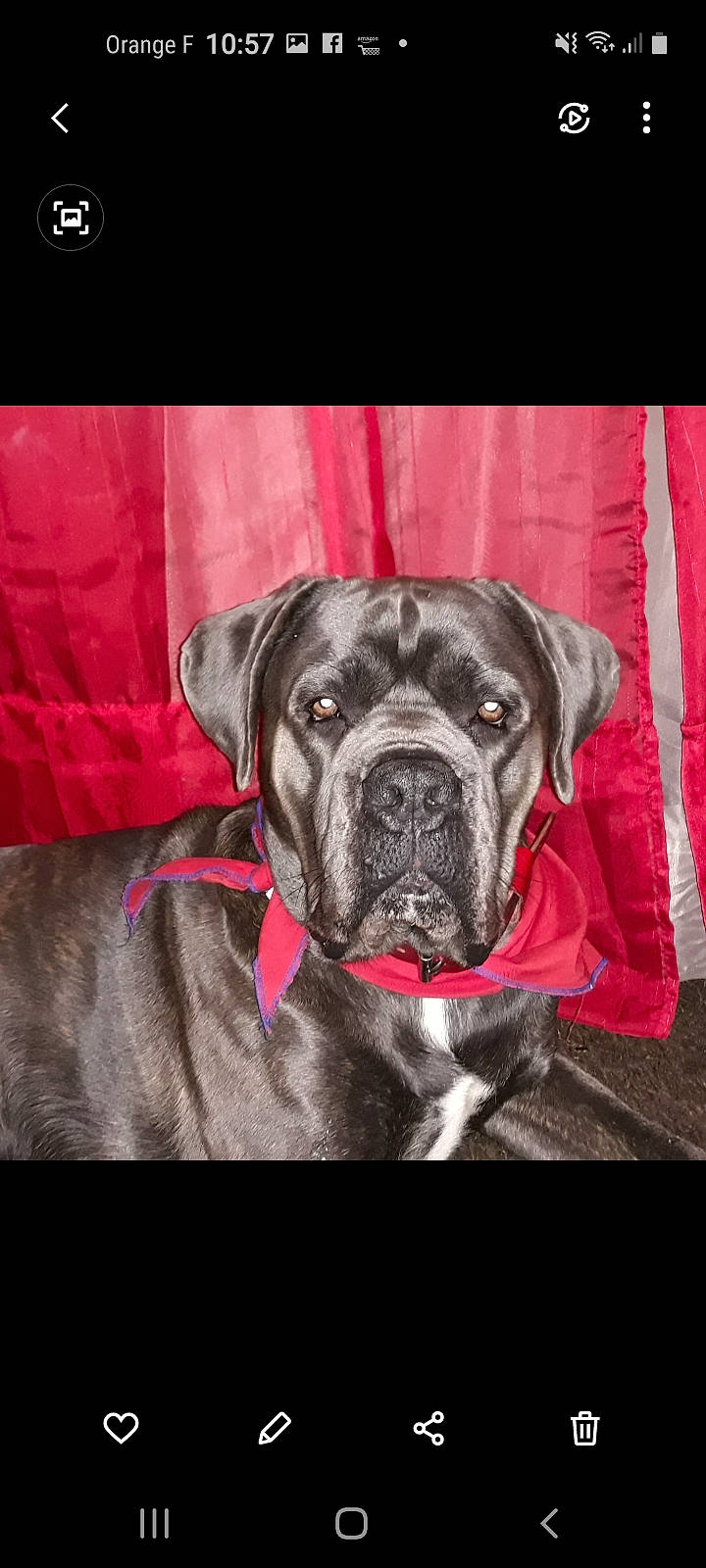 Orly a rejoint le concours — aidez-le/la à gagner de superbes lots ! canidae, carnivore, collar, companion_dog, dog, dog_breed, dog_collar, dog_supply, fawn, fur, great_dane, guard_dog, molosser, pet_supply, snout, sporting_group, whiskers, working_animal, working_dog, wrinkle