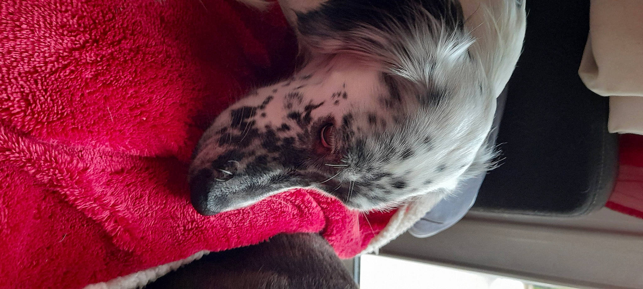 Rya participe au concours pour gagner de l'argent avec cette photo : carnivore, comfort, companion_dog, dalmatian, dog, dog_breed, ear, fawn, felidae, fur, guard_dog, human_leg, linens, nap, paw, snout, tail, terrestrial_animal, whiskers, working_animal