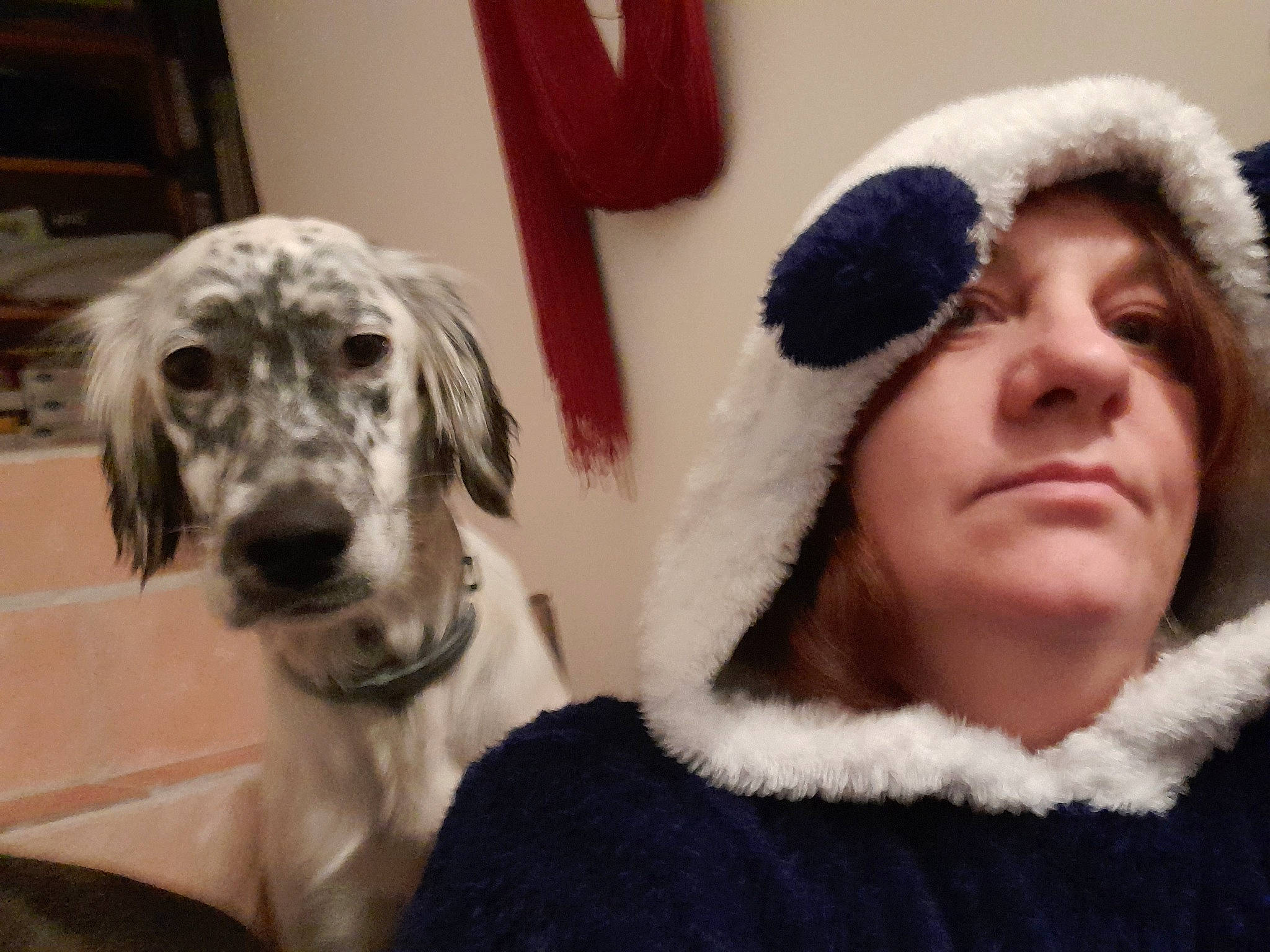 Rya participe au concours pour gagner de l'argent avec cette photo : animal_product, cap, carnivore, companion_dog, dog, dog_breed, ear, fur, fur_clothing, happy, knit_cap, mammal, nose, parka, snout, toy, vertebrate, winter, wool, working_animal