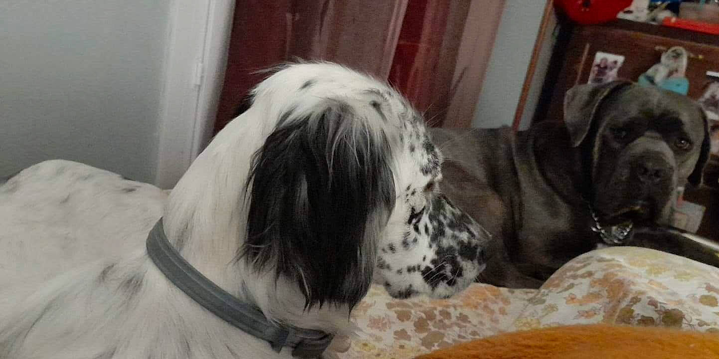 Rya a rejoint le concours — aidez-le/la à gagner de superbes lots ! bored, canidae, carnivore, collar, companion_dog, dog, dog_breed, dog_collar, door, fawn, fur, giant_dog_breed, gun_dog, liver, non_sporting_group, snout, sporting_group, window, working_animal, working_dog