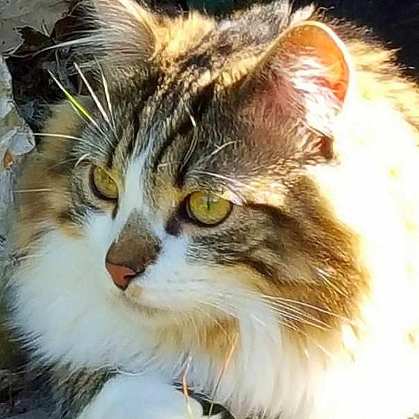 Gus