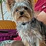 animal, blanket, companion, cozy, curious, cushion, dog, fur, furniture, home, indoor, leather_chair, person_partial, pet, plant, portrait, relaxed, seated, small_dog, yorkshire_terrier
