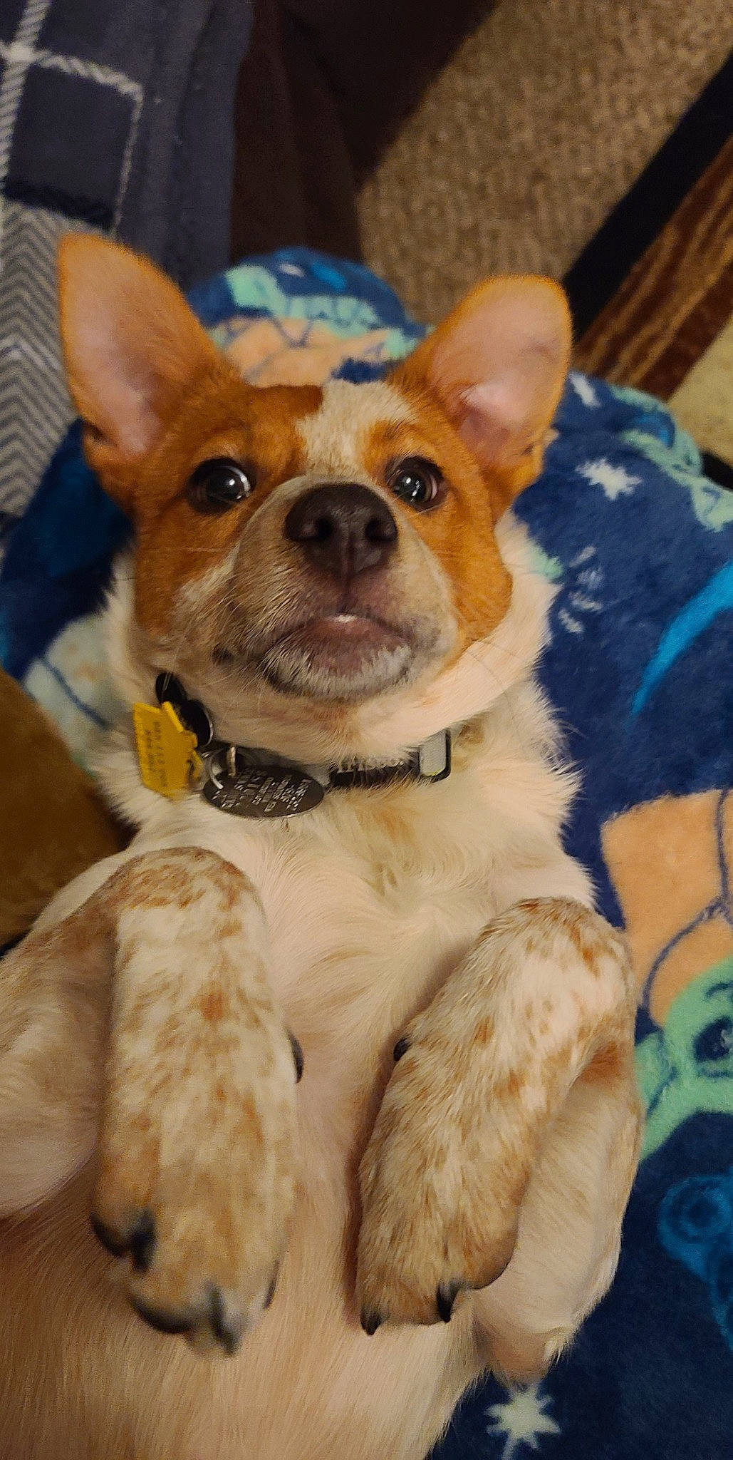 Bandit is registered to the contest to win money with this photo: canidae, carnivore, collar, comfort, companion_dog, corgi_chihuahua, dog, dog_breed, dog_collar, dog_supply, ear, fawn, fur, mammal, puppy, snout, sporting_group, toy_dog, whiskers, working_animal