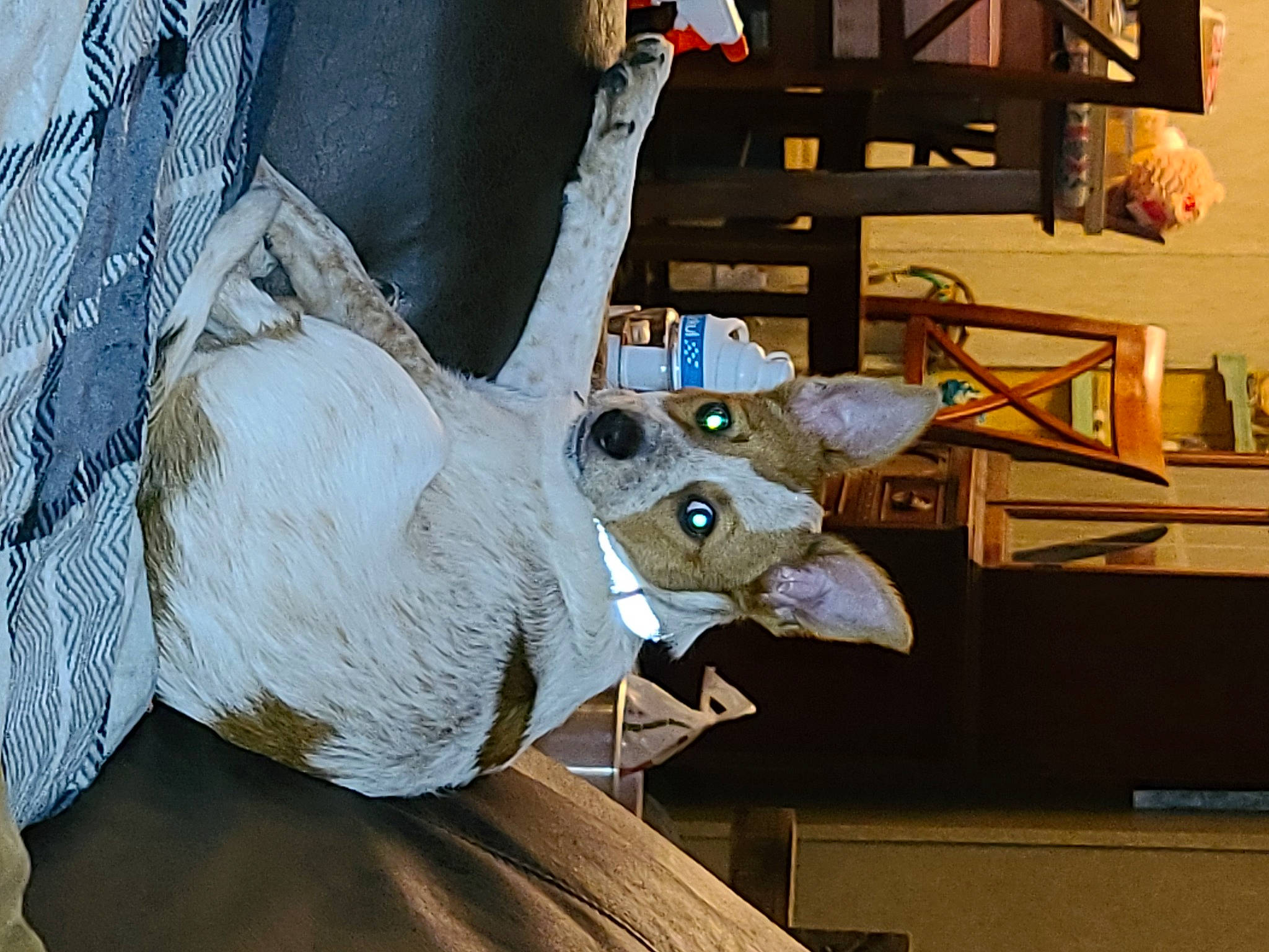 Bandit joined the competition — help win amazing prizes! art, carmine, dinosaur, fish, fur, houseplant, metal, organism, picture_frame, room, sculpture, space, visual_arts, wood, working_animal