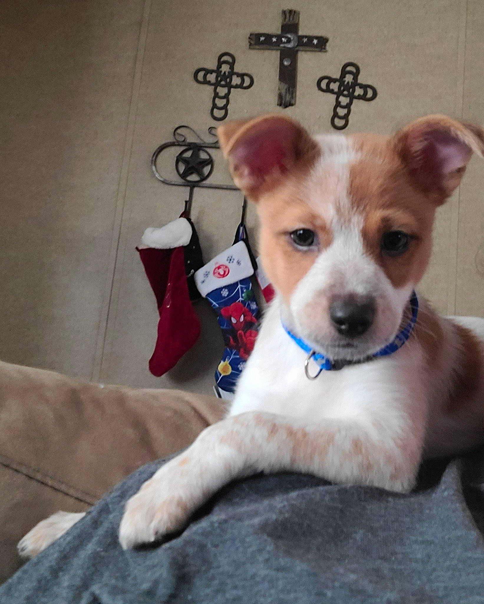 Bandit joined the competition — help win amazing prizes! canidae, carnivore, chihuahua, collar, companion_dog, cross, dog, dog_breed, dog_collar, dog_supply, fawn, paw, pet_supply, snout, sporting_group, tail, terrier, toy_dog, whiskers, working_animal