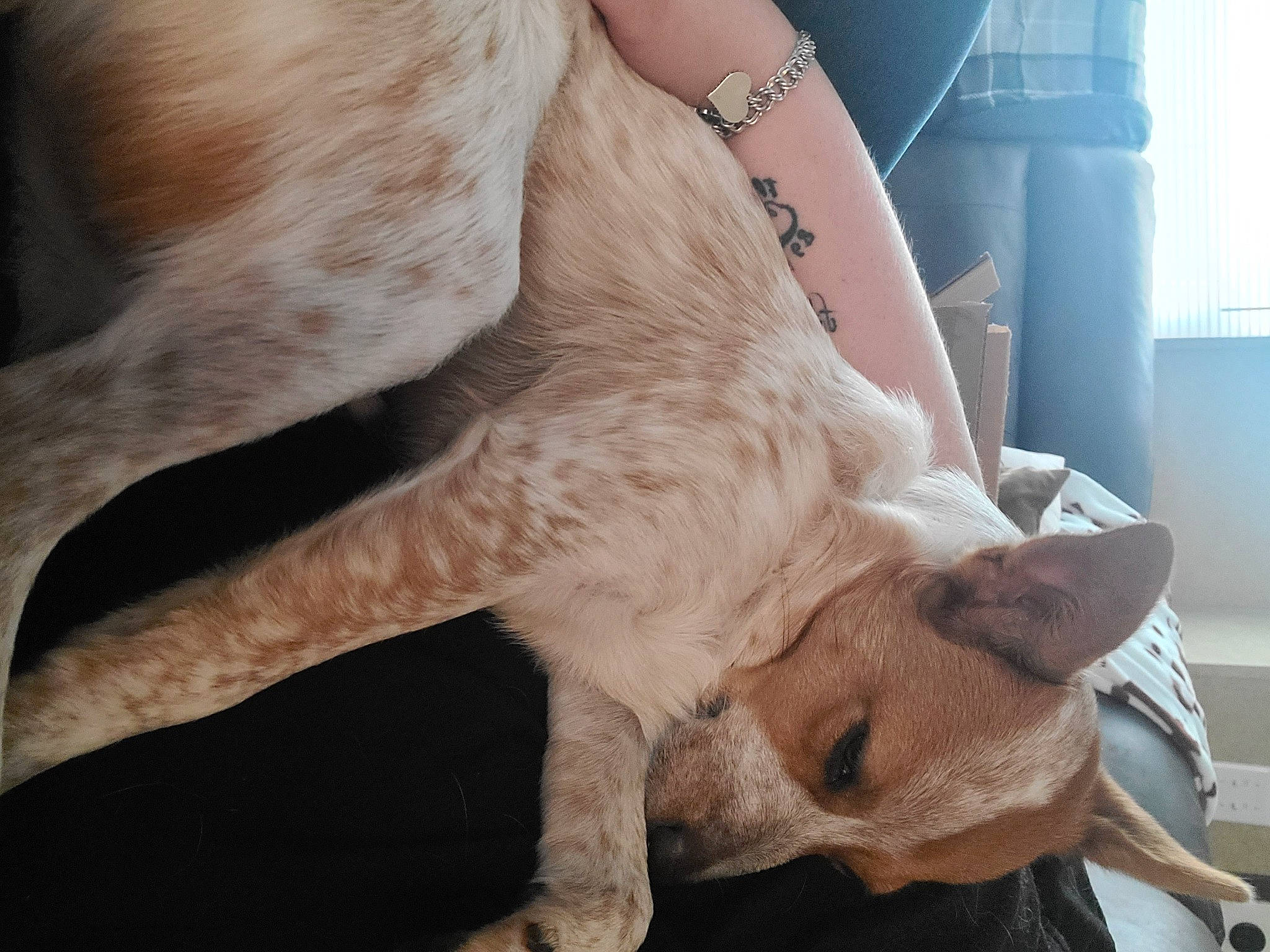 Bandit is registered to the contest to win money with this photo: canidae, carnivore, collar, comfort, companion_dog, dog, dog_breed, ear, fawn, felidae, foot, gesture, head, human_leg, paw, snout, sporting_group, tail, whiskers, working_animal