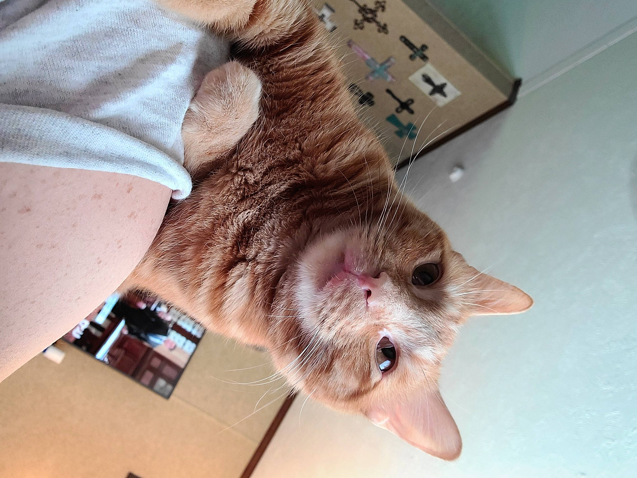 Levi joined the competition — help win amazing prizes! carnivore, cat, claw, domestic_short_haired_cat, fawn, felidae, flooring, foot, fur, gesture, human_leg, mammal, nail, paw, small_to_medium_sized_cats, tail, toe, vertebrate, whiskers, wrist