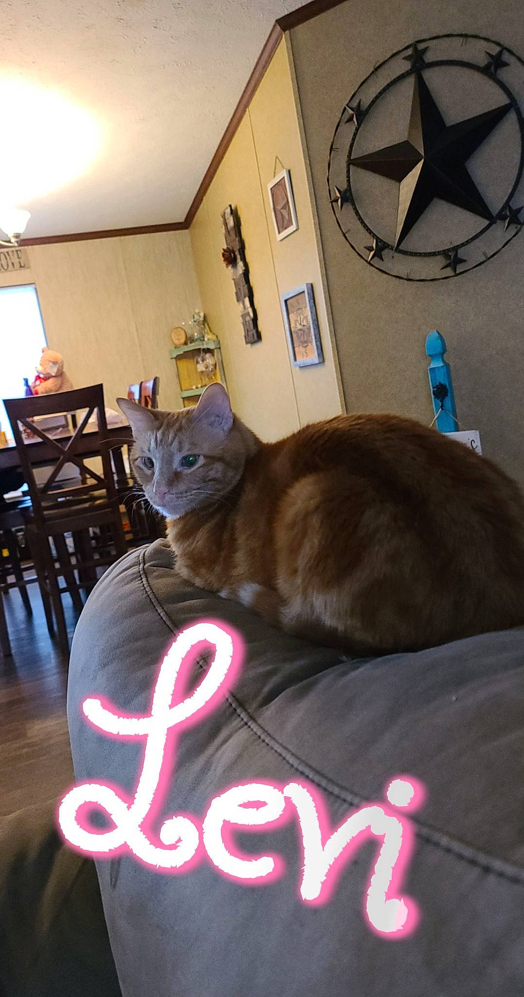 Levi is registered to the contest to win money with this photo: carnivore, cat, chair, comfort, couch, domestic_short_haired_cat, felidae, flooring, fur, furniture, house, lighting, mammal, picture_frame, small_to_medium_sized_cats, table, tail, whiskers, window, wood