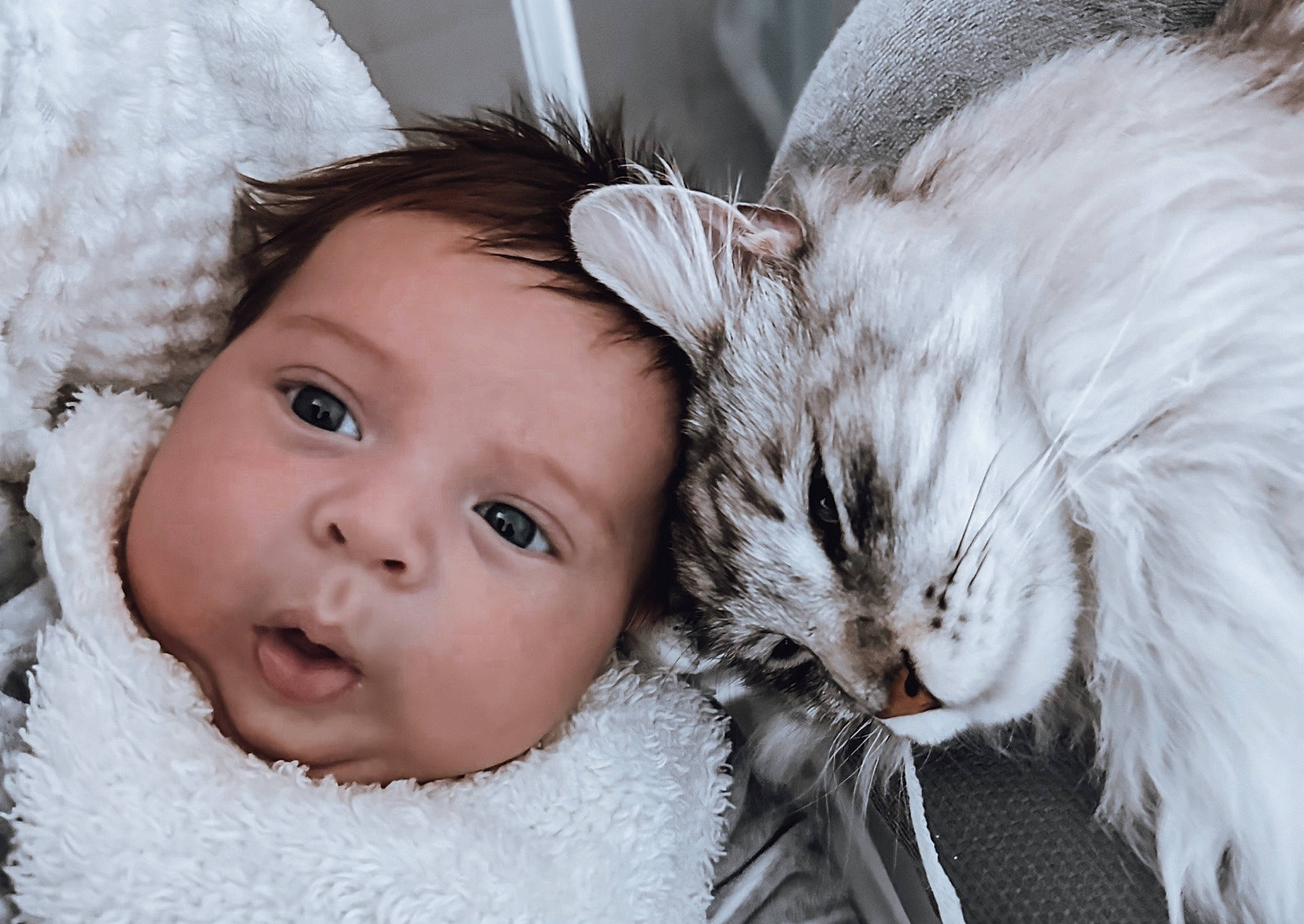 Maylone a rejoint le concours — aidez-le/la à gagner de superbes lots ! carnivore, cat, cheek, comfort, event, eyebrow, eyelash, felidae, flash_photography, freezing, fur, happy, headwear, iris, nose, person, skin, small_to_medium_sized_cats, toddler, whiskers