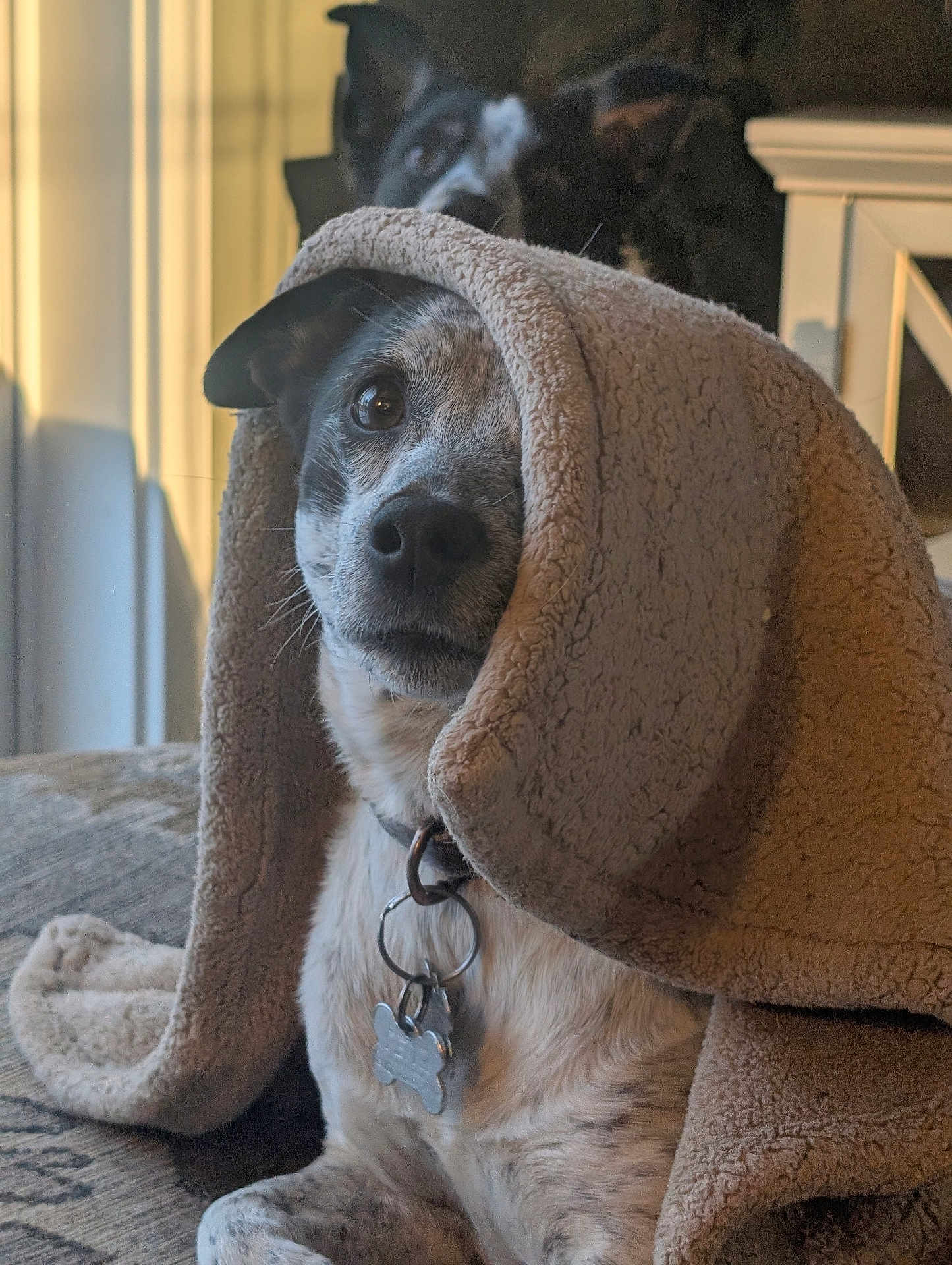 Willow joined the competition — help win amazing prizes! dog, blanket, pet, collar, tag, couch, indoor, portrait, cozy, closeup, two_dogs, fur, nose, eyes, sherpa, living_room, soft_light, sitting, relaxed, photobomb