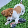 puppy, dog, grass, toy, rope_toy, brown_fur, white_fur, cute, playful, pet, animal, outdoor, young_dog, small_dog, fur, paw, tail, head, ears, nose