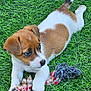 Viky participe au concours pour gagner de l'argent avec cette photo : puppy, dog, grass, toy, rope, playful, pet, animal, cute, young, brown, white, outdoor, nature, fur, paw, lying, looking, small, adorable