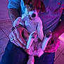 Viky a rejoint le concours — aidez-le/la à gagner de superbes lots ! animal, casual, clothing, cute, dog, expression, fur, hands, holding, indoor, jeans, lap, paw, person, pet, playing, puppy, purple_lighting, tile_floor, zipper