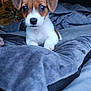 Viky a rejoint le concours — aidez-le/la à gagner de superbes lots ! puppy, dog, bed, blanket, indoor, cute, pet, animal, cozy, fur, small, brown, white, ears, sleepy, portrait, young, resting, comfort, soft