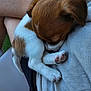 Viky a rejoint le concours — aidez-le/la à gagner de superbes lots ! animal, brown, closeup, cozy, cute, dog, fabric, fur, human, indoor, lap, legs, paw, pet, puppy, relax, resting, sleeping, small, white