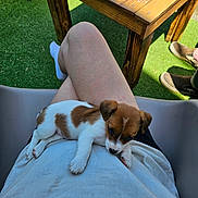 Viky participe au concours pour gagner de l'argent avec cette photo : casual, chair, dog, drink, footwear, glass, grass, lap, legs, outdoor, person, puppy, relaxing, resting, shadow, sitting, small_dog, sunlight, white_shirt, wooden_table