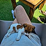 casual, chair, dog, drink, footwear, glass, grass, lap, legs, outdoor, person, puppy, relaxing, resting, shadow, sitting, small_dog, sunlight, white_shirt, wooden_table