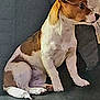 dog, puppy, brown, white, sitting, indoor, pet, animal, curious, canine, fur, small_dog, looking_right, young_dog, companion, domestic_animal, quiet, resting, cute, alert