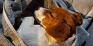 Viky a rejoint le concours — aidez-le/la à gagner de superbes lots ! animal, blanket, brown_and_white, comfort, couch, cozy, cute, dog, fur, indoor, nap, peaceful, pet, puppy, relaxation, resting, sleeping, snuggled, soft_texture, towel