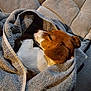 animal, blanket, brown_and_white, comfort, couch, cozy, cute, dog, fur, indoor, nap, peaceful, pet, puppy, relaxation, resting, sleeping, snuggled, soft_texture, towel