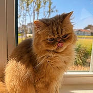 Lila joined the competition — help win amazing prizes! cat, orange_cat, fluffy, tongue_out, window, sunlight, indoor, pet, animal, fur, cute, whiskers, ears, nose, daylight, blurred_background, greenery, blue_sky, sitting, playful