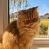 cat, orange_cat, fluffy, tongue_out, window, sunlight, indoor, pet, animal, fur, cute, whiskers, ears, nose, daylight, blurred_background, greenery, blue_sky, sitting, playful